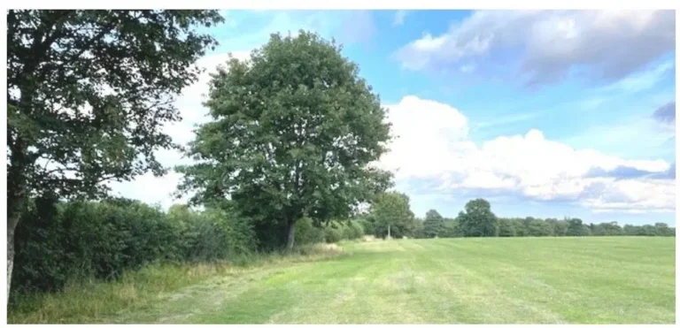 Join REAP for the Roundhay Hedgerow Planting – 25 January, 1 and 28 February